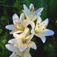 С    ВЕСЕННИМ    ПРАЗДНИКОМ    ПОЗДРАВЛЯЮ    ВСЕХ    ЖЕНЩИН! :: Галина Кузьмина