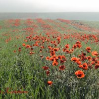 Природа Крыма :: Изумительная Космея