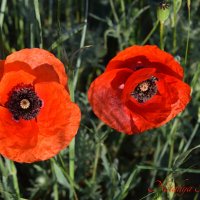 Природа Крыма :: Изумительная Космея