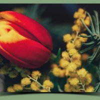 Милые дамы с 8 Марта!!! Мира, Улыбок, Любви! :: Сергей В