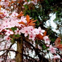 С первым весенним праздником -  8 Марта! :: Нина Бутко