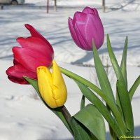 Всех милых дам с праздником! :: Андрей Заломленков Всех милых дам с праздником! :: Андрей Заломленков