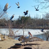 Март в ростовском зоопарке :: Нина Бутко