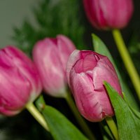 С праздником Весны, дорогие женщины! :: Николай Гирш