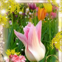 С Праздником вас, дрогие женщины! Будьте счастливы! :: Лия ☼