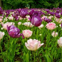 Все тюльпаны для женщин! :: Лия ☼