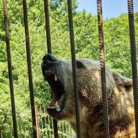 Медведь Тимофей. :: Светлана 13.06.