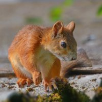 ...вот бы убежать... :: Andrey Bragin ...вот бы убежать... :: Andrey Bragin