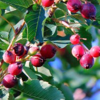 Ягоды ирги. :: nadyasilyuk Вознюк