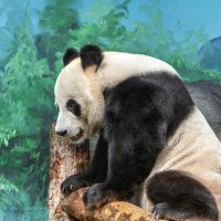 Китайский Балу :: Игорь Сарапулов Китайский Балу :: Игорь Сарапулов