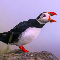 Тупик :: Aleksey Afonin