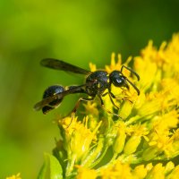 Лето. Макро. :: Владимир Лазарев Лето. Макро. :: Владимир Лазарев