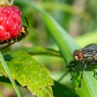 Лето. Макро. :: Владимир Лазарев