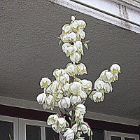 Цветы Барселоны. :: Владимир Драгунский