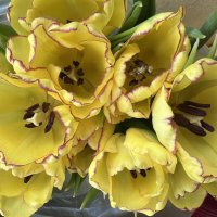 Жёлтые тюльпаны) Наташа Королёва) :: Натали Королева