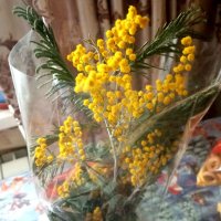 С веточкой мимозы встречаем весну :: Елена Семигина