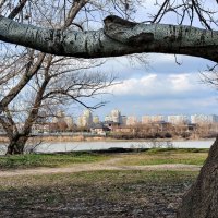 Река Кубань, Новая Адыгея, старый тополь :: Валерий Ткаченко