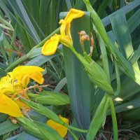 у речки июнь :: Елена Шаламова