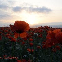 Природа Крыма :: Изумительная Космея