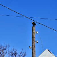 Орехов не видно :: Юрий Гайворонскiий Орехов не видно :: Юрий Гайворонскiий