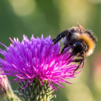 Краски лета. Шмель на цветке чертополоха. :: Алексей Трухин