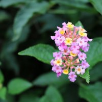 Городские цветы :: Ольга 