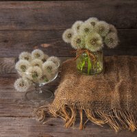 Одуванчики :: Владимир Гришин