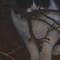 Котэ :: Giant Tao /