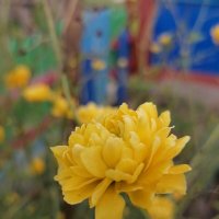 *** :: Зоя Мишина