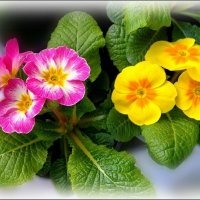 Дуэт примул :: Елена Сухорученкова