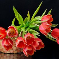 Тюльпаны :: Валентина Богатко 