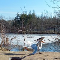 Март в ростовском зоопарке :: Нина Бутко