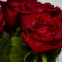 Капли. :: Наталья Вязигина