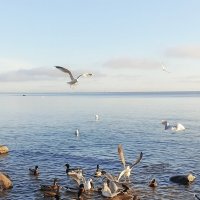 Море, чайки, утки... :: Лилия *