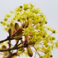 Весна... :: Мария К. Весна... :: Мария К.