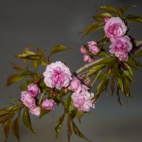 Сакура Роял бургунди :: Светлана Тихонина