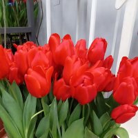 Алые тюльпаны :: Сергей Карачин