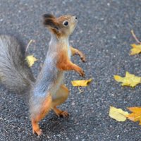 Есть что? :: Savayr 