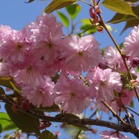 Скоро скоро все расцветет :: Anna-Sabina Anna-Sabina