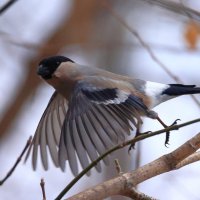 *** :: Владилен Панченко