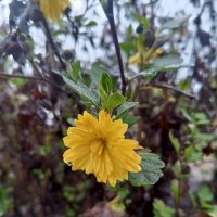 Хризантема :: Сапсан 