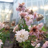 Хризантема :: Сапсан 