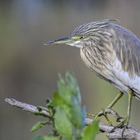 Жёлтая цапля :: Осень 