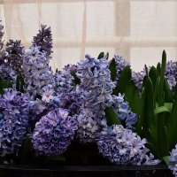 Гиацинты на окне появились по весне. :: Татьяна Помогалова