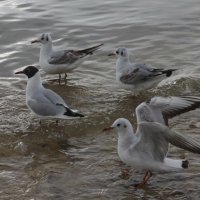 Март :: Оксана Новик 