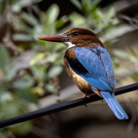 Красноклювая альциона ( Белогрудый зимородок) :: Alexander Amromin