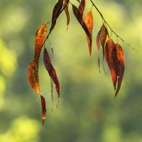 *** :: Alexander Amromin