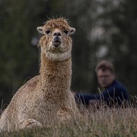 Лама на отдыхе :: Valziwa 