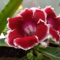 глоксиния :: Галина R...