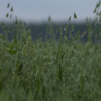 После дождя :: Олег Денисов